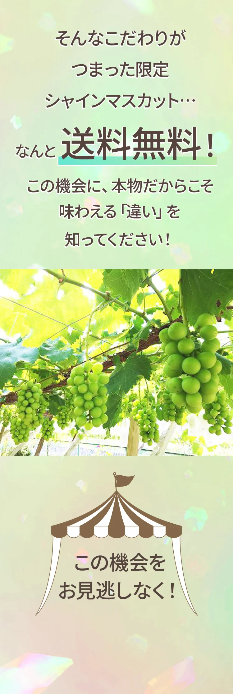 なんと送料無料！この機会をお見逃しなく！